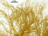 Aspetto delle fronde nella metà distale del tallo